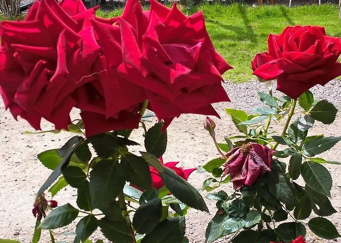 Le Moulin De Douzy 3*